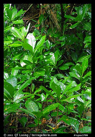 Tropical leaves,  Tutuila Island. National Park of American Samoa