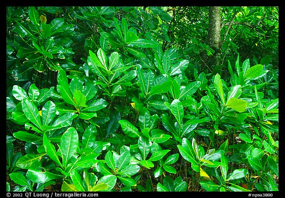 Leaves in tropical forest, Tutuila Island. National Park of American Samoa