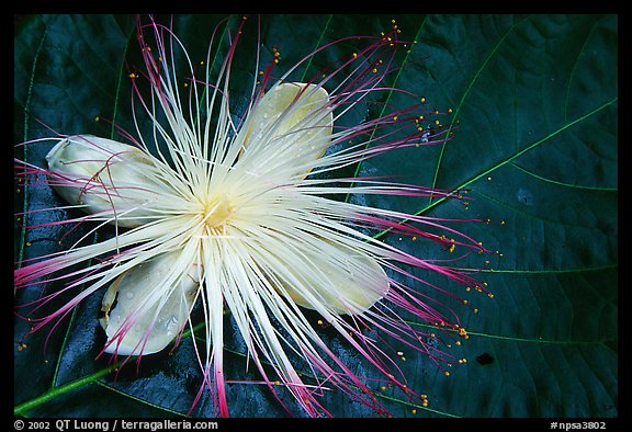 Delicate tropical flower and leaf, Tutuila Island. National Park of American Samoa (color)