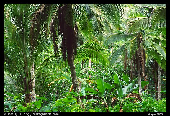 Mix of native and planted tropical plants, Tutuila Island. National Park of American Samoa