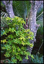 Tropical tree trunk, Tutuila Island. National Park of American Samoa