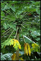 Tropical tree branches and fruits, Tutuila Island. National Park of American Samoa (color)
