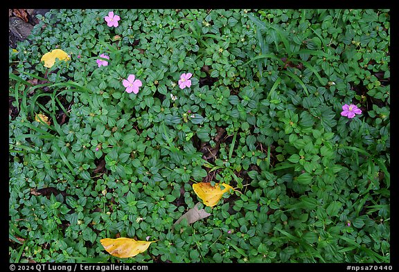 Close-up of flowers, fallen leaves and ground cover. National Park of American Samoa