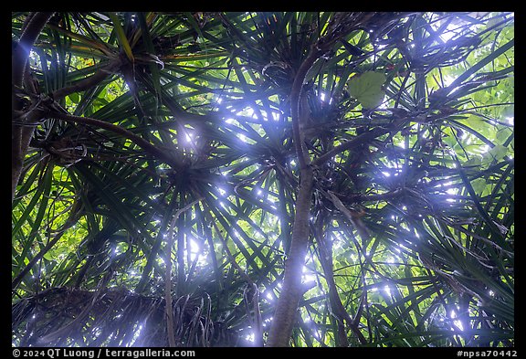 Looking up screwpine and tree canopy. National Park of American Samoa (color)