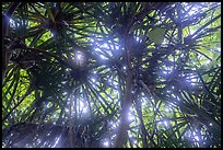 Looking up screwpine and tree canopy. National Park of American Samoa ( color)