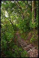 Steep staircase with rope, Tuafanua Trail. National Park of American Samoa ( color)