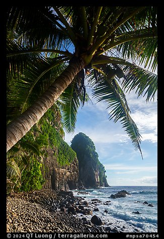 Coconut tree and Pola Island. National Park of American Samoa