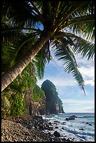 Coconut tree and Pola Island. National Park of American Samoa ( color)