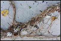 Close-up of high tide line with vegetation and coral, Ofu Beach. National Park of American Samoa ( color)