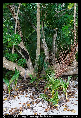 Coconut trees sprouting at the base of tree, Ofu Beach. National Park of American Samoa (color)
