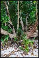 Coconut trees sprouting at the base of tree, Ofu Beach. National Park of American Samoa ( color)