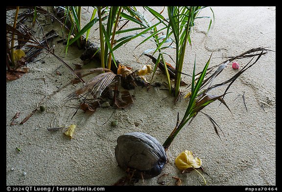 New growth on Ofu Beach. National Park of American Samoa (color)