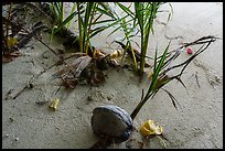 New growth on Ofu Beach. National Park of American Samoa ( color)