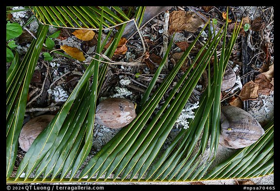 Close-up of fallen palm branch, coconuts, and coral, Ofu Beach. National Park of American Samoa