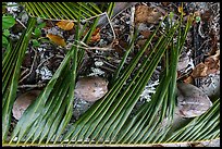 Close-up of fallen palm branch, coconuts, and coral, Ofu Beach. National Park of American Samoa ( color)