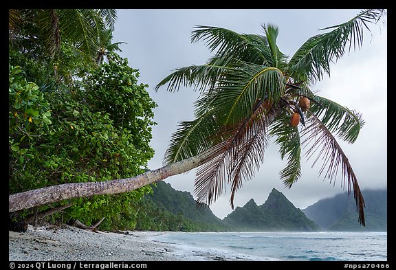 Coconut tree and Sunuitao Peak from Ofu Beach. National Park of American Samoa