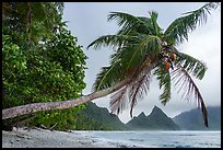 Coconut tree and Sunuitao Peak from Ofu Beach. National Park of American Samoa ( color)