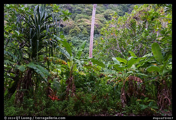 Screwpine, coconut tree trunk, and banana trees, Ofu Island. National Park of American Samoa
