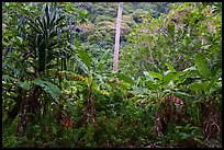 Screwpine, coconut tree trunk, and banana trees, Ofu Island. National Park of American Samoa ( color)