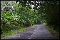 Road through lush tropical vegetation, Ofu Island. National Park of American Samoa ( color)