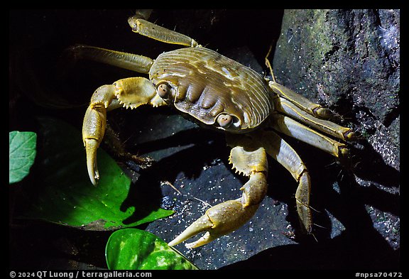 Crab, Ofu Island. National Park of American Samoa