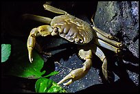 Crab, Ofu Island. National Park of American Samoa ( color)