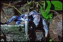 Coconut Crab, Ofu Island. National Park of American Samoa ( color)