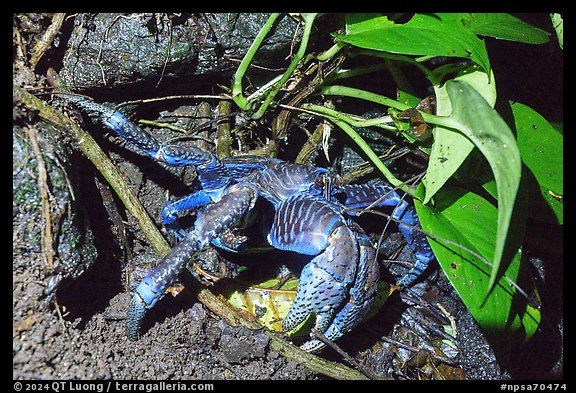 Coconut Crab looking for cover, Ofu Island. National Park of American Samoa