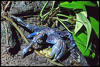 Coconut Crab looking for cover, Ofu Island. National Park of American Samoa ( color)