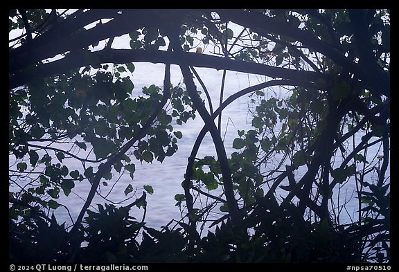 Ocean through branches, Ofu Island. National Park of American Samoa