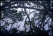 Ocean through branches, Ofu Island. National Park of American Samoa ( color)