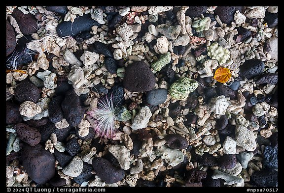 Close up of flower, leaf, corals, and volcanic rocks, Ofu Island. National Park of American Samoa