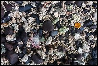 Close up of flower, leaf, corals, and volcanic rocks, Ofu Island. National Park of American Samoa ( color)