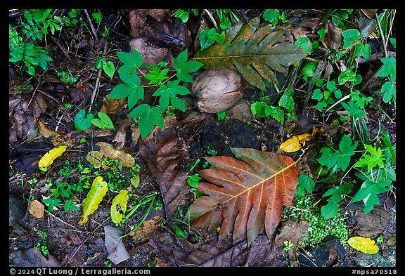 Close-up of breadfruit leaves and coconuts, Ofu Island. National Park of American Samoa (color)