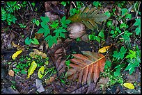 Close-up of breadfruit leaves and coconuts, Ofu Island. National Park of American Samoa ( color)