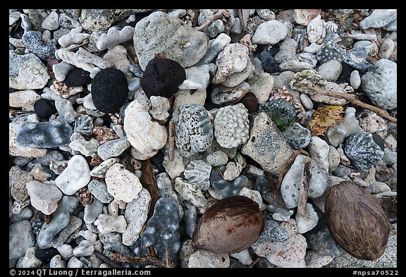 Close-up of coral rocks, coconuts, and volcanic rocks, Ofu Island. National Park of American Samoa