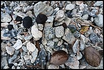 Close-up of coral rocks, coconuts, and volcanic rocks, Ofu Island. National Park of American Samoa ( color)