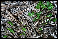 Close-up of fallen screwpine leaves, Ofu Island. National Park of American Samoa ( color)