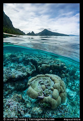 Over-under split view of corals and mountains, Ofu Island (composite). National Park of American Samoa (color)