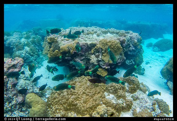Underwater view of corals and fish in Ofu Lagoon. National Park of American Samoa