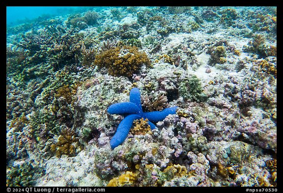 Underwater view of corals and blue sea star in Ofu Lagoon. National Park of American Samoa