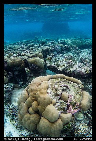 Underwater view of coral reef in Ofu Lagoon. National Park of American Samoa (color)