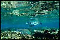 Woman snorkeling in Ofu Lagoon. National Park of American Samoa ( color)