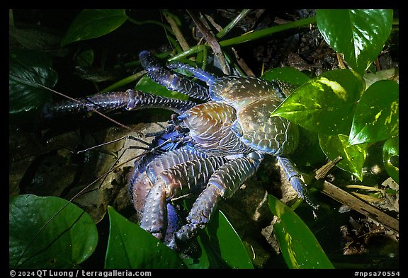 Coconut Crab at night, Ofu Island. National Park of American Samoa (color)