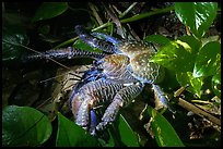 Coconut Crab at night, Ofu Island. National Park of American Samoa ( color)