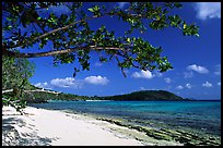 Tropical Almond (Terminalia catappa), beach on Hawksnest Bay. Virgin Islands National Park ( color)