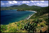 Agaves on Ram Head. Virgin Islands National Park, US Virgin Islands.
