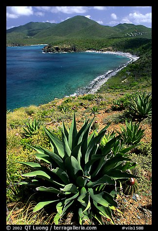 Agave on Ram Head. Virgin Islands National Park, US Virgin Islands.