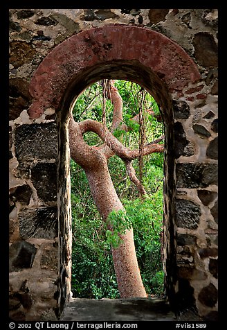 Trees through window of old sugar mill. Virgin Islands National Park, US Virgin Islands.