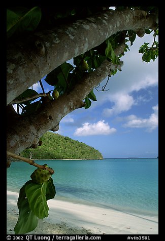 Noni tree (Morinda citrifolia) and beach, Maho Bay. Virgin Islands National Park, US Virgin Islands.